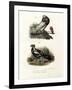 English Cropper, 1864-null-Framed Giclee Print