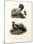 English Cropper, 1864-null-Mounted Giclee Print