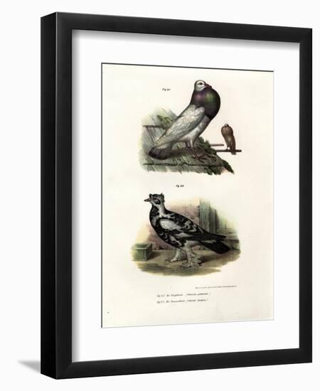 English Cropper, 1864-null-Framed Premium Giclee Print