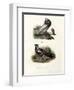 English Cropper, 1864-null-Framed Premium Giclee Print