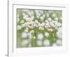 English Daisies-Don Paulson-Framed Giclee Print