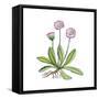 English Daisy-Giglioli E.-Framed Stretched Canvas