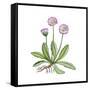 English Daisy-Giglioli E.-Framed Stretched Canvas