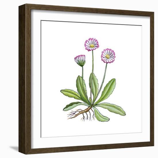 English Daisy-Giglioli E.-Framed Giclee Print