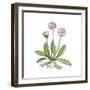 English Daisy-Giglioli E.-Framed Giclee Print