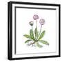 English Daisy-Giglioli E.-Framed Giclee Print