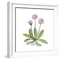 English Daisy-Giglioli E.-Framed Giclee Print