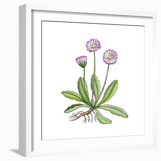 English Daisy-Giglioli E.-Framed Giclee Print