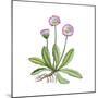 English Daisy-Giglioli E.-Mounted Giclee Print