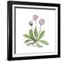 English Daisy-Giglioli E.-Framed Giclee Print