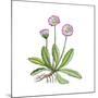 English Daisy-Giglioli E.-Mounted Giclee Print