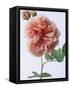 English Elegance Rose-Clay Perry-Framed Stretched Canvas