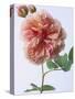 English Elegance Rose-Clay Perry-Stretched Canvas