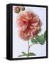 English Elegance Rose-Clay Perry-Framed Stretched Canvas