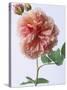 English Elegance Rose-Clay Perry-Stretched Canvas