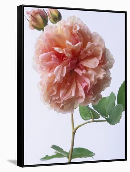English Elegance Rose-Clay Perry-Framed Stretched Canvas