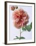 English Elegance Rose-Clay Perry-Framed Premium Photographic Print