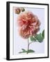 English Elegance Rose-Clay Perry-Framed Premium Photographic Print