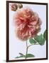 English Elegance Rose-Clay Perry-Framed Photographic Print