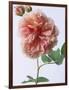 English Elegance Rose-Clay Perry-Framed Photographic Print