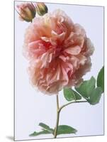 English Elegance Rose-Clay Perry-Mounted Photographic Print