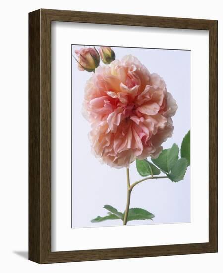 English Elegance Rose-Clay Perry-Framed Photographic Print