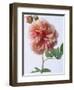 English Elegance Rose-Clay Perry-Framed Photographic Print