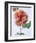 English Elegance Rose-Clay Perry-Framed Photographic Print