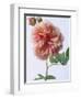 English Elegance Rose-Clay Perry-Framed Photographic Print