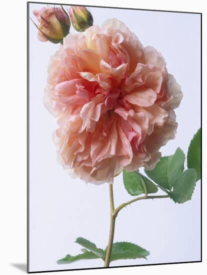 English Elegance Rose-Clay Perry-Mounted Photographic Print