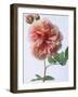 English Elegance Rose-Clay Perry-Framed Photographic Print