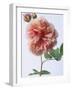 English Elegance Rose-Clay Perry-Framed Photographic Print