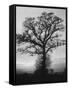 English Elm Growing in Sherwood Forest-null-Framed Stretched Canvas