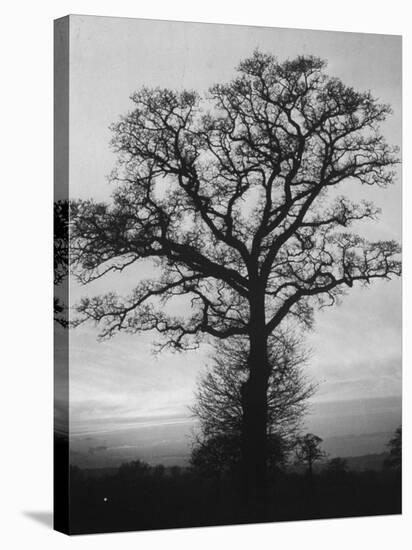 English Elm Growing in Sherwood Forest-null-Stretched Canvas