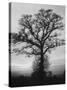 English Elm Growing in Sherwood Forest-null-Stretched Canvas
