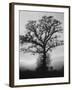 English Elm Growing in Sherwood Forest-null-Framed Photographic Print