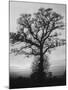 English Elm Growing in Sherwood Forest-null-Mounted Photographic Print