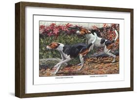 English Foxhound and American Foxhound-Louis Agassiz Fuertes-Framed Art Print