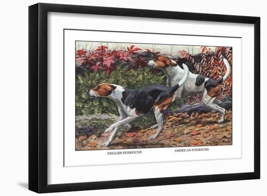 English Foxhound and American Foxhound-Louis Agassiz Fuertes-Framed Art Print