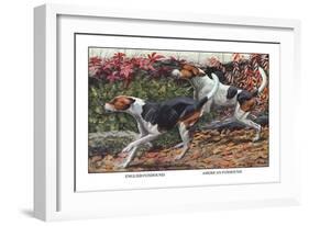 English Foxhound and American Foxhound-Louis Agassiz Fuertes-Framed Art Print