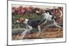 English Foxhound and American Foxhound-Louis Agassiz Fuertes-Mounted Art Print