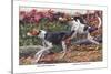 English Foxhound and American Foxhound-Louis Agassiz Fuertes-Stretched Canvas