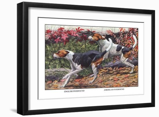 English Foxhound and American Foxhound-Louis Agassiz Fuertes-Framed Art Print