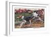 English Foxhound and American Foxhound-Louis Agassiz Fuertes-Framed Art Print