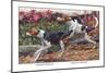 English Foxhound and American Foxhound-Louis Agassiz Fuertes-Mounted Art Print