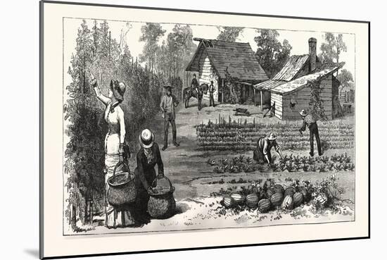 English Garden. Scenes Rugby, the English Colony Tennessee, 1880, USA, America-null-Mounted Giclee Print