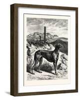 English Greyhounds. after Specht-null-Framed Giclee Print