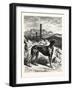English Greyhounds. after Specht-null-Framed Giclee Print