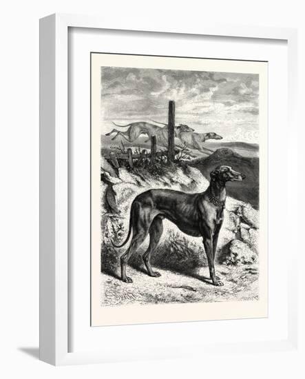 English Greyhounds. after Specht-null-Framed Giclee Print