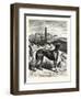 English Greyhounds. after Specht-null-Framed Giclee Print